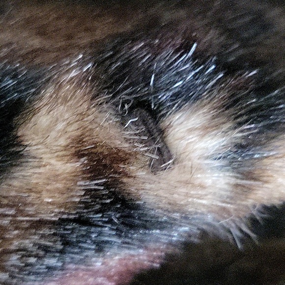 Jones New York Faux Leopard Fur Coat - Picture 6 of 9